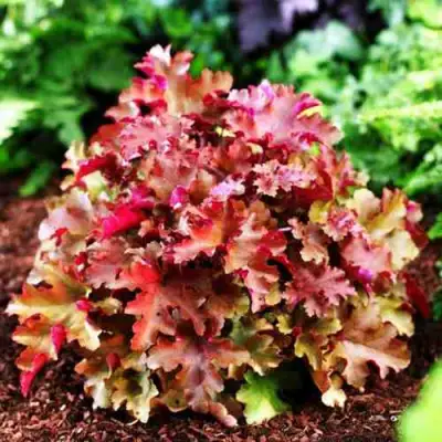 Гейхера МАРМЕЛАД в Мозыре