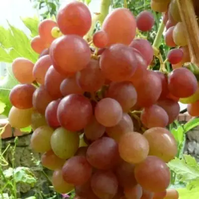 Виноград БЛЕСТЯЩИЙ в Мозыре