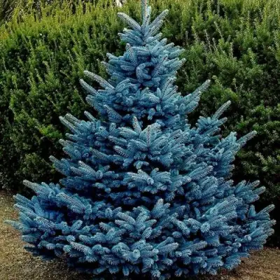 Ель МАДЖЕСТИК БЛЮ колючая в Мозыре