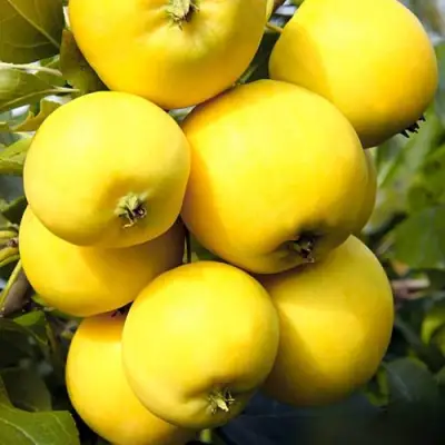 Яблоня УРАЛЬСКОЕ НАЛИВНОЕ в Мозыре