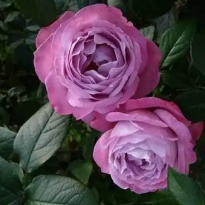 Роза АКВА чайно-гибридная в Мозыре