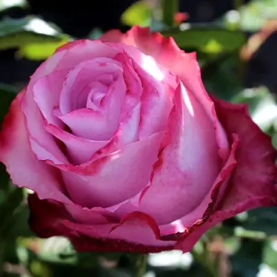 Роза ДИП ВОТЕР чайно-гибридная в Мозыре