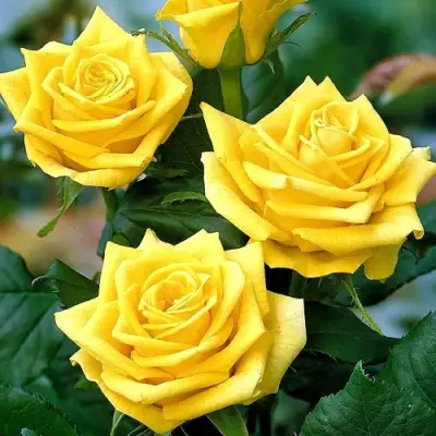 Роза ПАПИЛОН чайно-гибридная в Мозыре