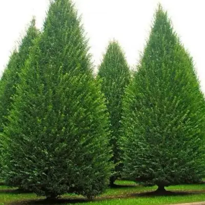 Граб  в Мозыре