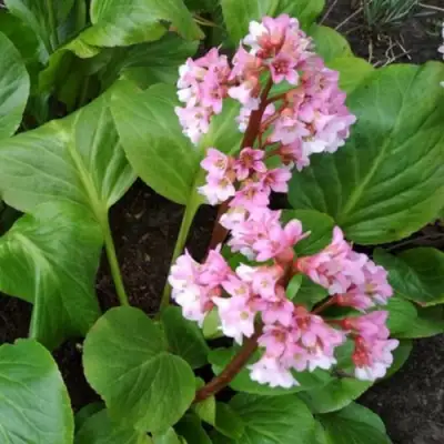 Бадан БЭБИ ДОЛЛ в Мозыре