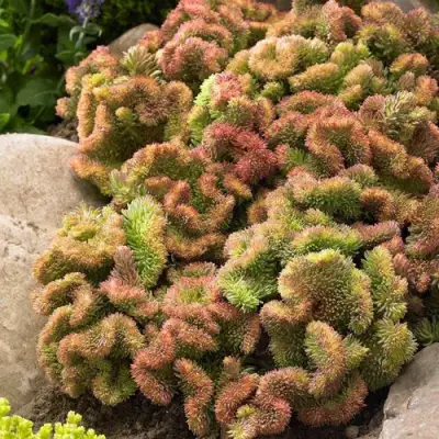 Очиток (седум) КРИСТАТУМ отогнутый в Мозыре