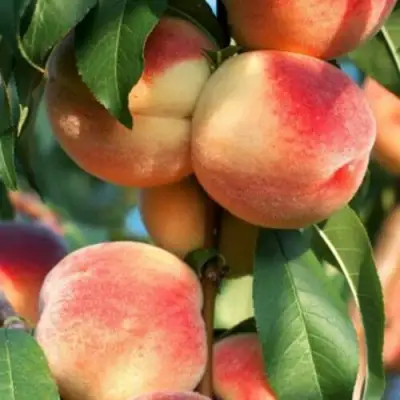 Персик ЛОЙКО 2 в Мозыре