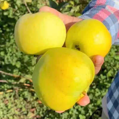 Яблоня КАЛУЖАНКА в Мозыре