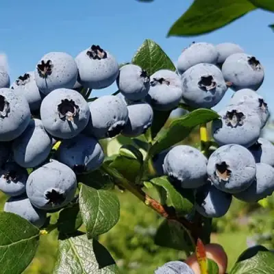 Голубика НЕЛЬСОН в Мозыре