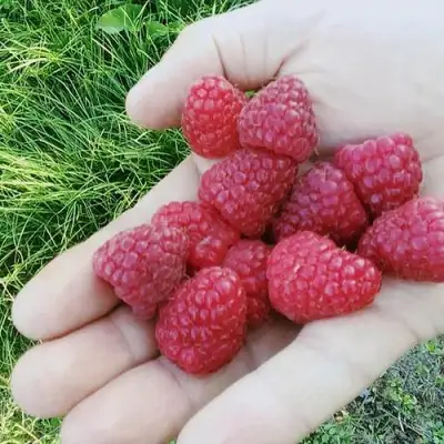 Малина ПОЛЬКА (ПОЛКА) в Мозыре