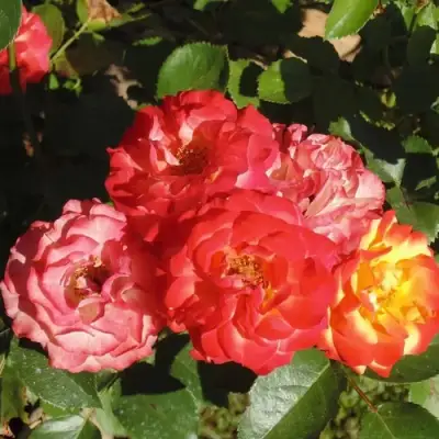 Роза ТАЙФУН спрей в Мозыре