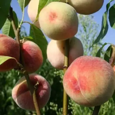 Персик ДОНЕЦКИЙ БЕЛЫЙ в Мозыре