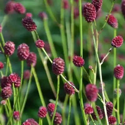 Кровохлебка ЧОКОЛАТ ТИП в Мозыре