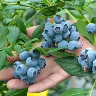 Голубика ТОРО в Мозыре