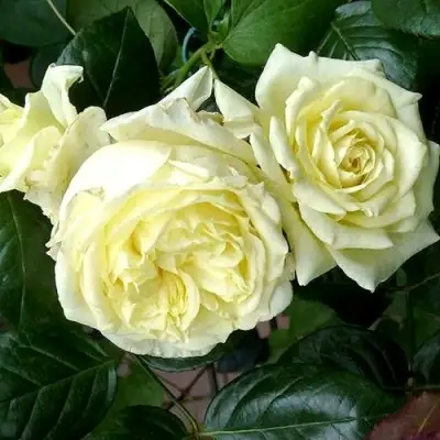 Роза ЭЛЬФ плетистая в Мозыре