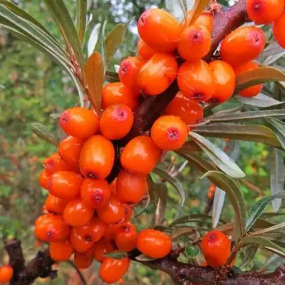 Облепиха ДЖЕМОВАЯ в Мозыре