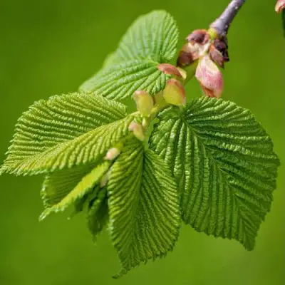 Вяз обыкновенный в Мозыре