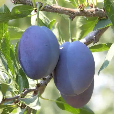 Слива СТЭНЛИ в Мозыре