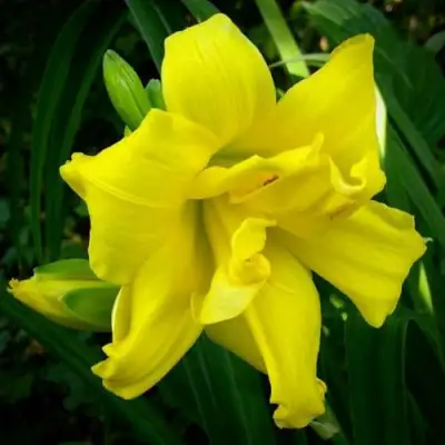 Лилейник ДАБЛ РИВЕР ВАЙ гибридный в Мозыре