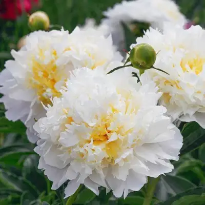 Пион ЧЕДДЕР ЧИЗ травянистый в Мозыре