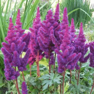 Астильба БЛЭК ЭНД БЛУ китайская в Мозыре