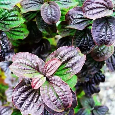 Дерен КОМПРЕССА кроваво-красный в Мозыре