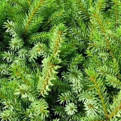 Ель НАНА сербская в Мозыре