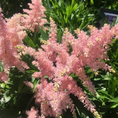 Астильба БРЕССИНГЕМ БЬЮТИ Арендса в Мозыре