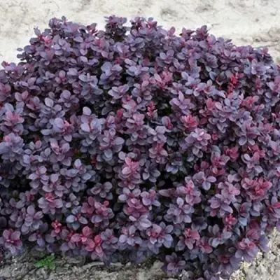 Барбарис КОНКОРД тунберга в Мозыре