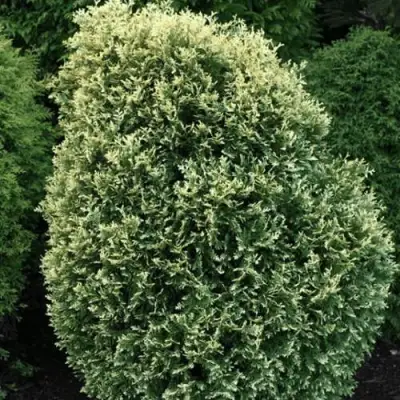 Туя ЛИТОМИШИЛ западная в Мозыре