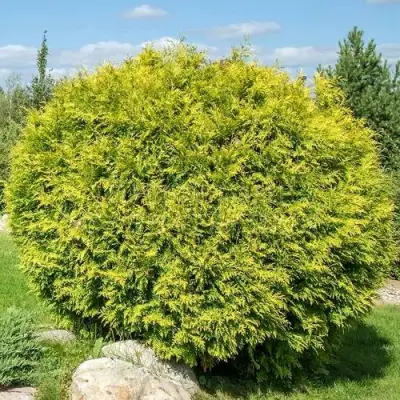 Туя ГОЛДЕН ГЛОБ западная в Мозыре