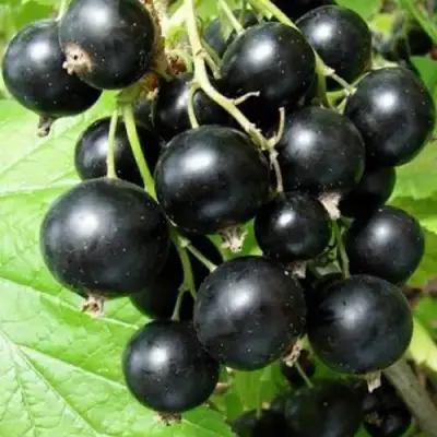 Смородина черная ЧУДНОЕ МГНОВЕНИЕ в Мозыре