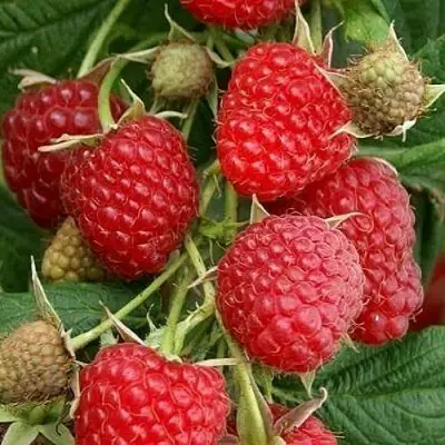 Малина ГЛЕН АМПЛ в Мозыре