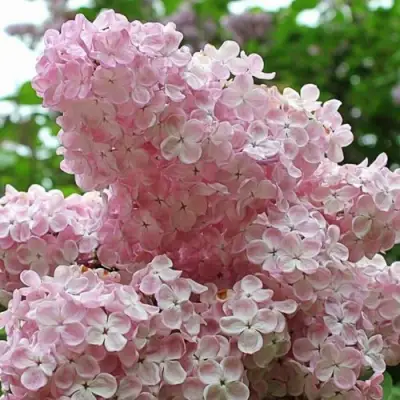 Сирень ВЕЧЕРНИЙ ЗВОН в Мозыре