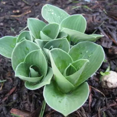 Хоста МОНСТЕР ИРЗ гибридная в Мозыре