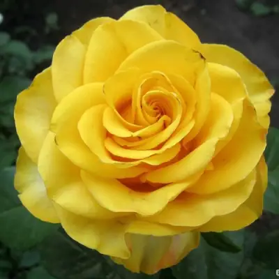 Роза КЕРИО чайно-гибридная в Мозыре