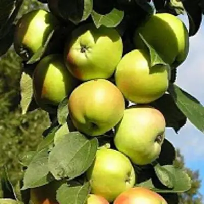 Яблоня ПРЕЗИДЕНТ колонновидная в Мозыре