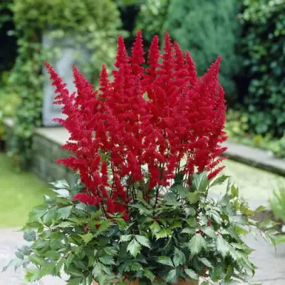 Астильба СПАРТАН Арендса в Мозыре