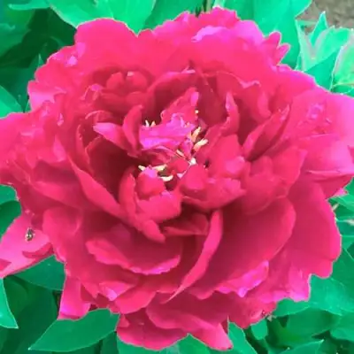 Пион ОСТРОВНОЙ МИНИСТР древовидный в Мозыре