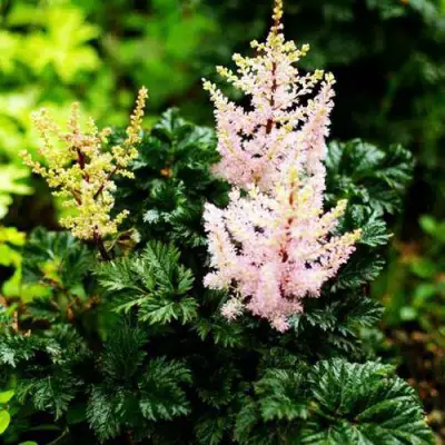 Астильба ЛИЛИПУТ курчавая в Мозыре