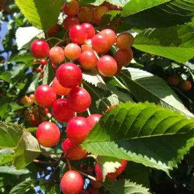 Черешня БРЯНСКАЯ РОЗОВАЯ в Мозыре