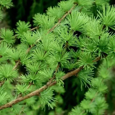 Лиственница европейская в Мозыре