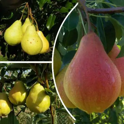 Комплект ТРИ ГРАЦИИ в Мозыре