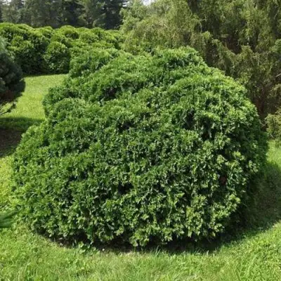 Туя УМБРАКУЛИФЕРА западная в Мозыре