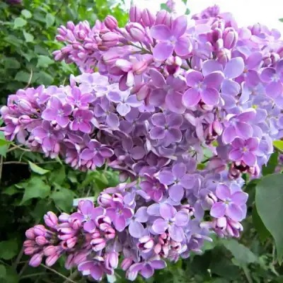 Сирень ОЛЯ в Мозыре