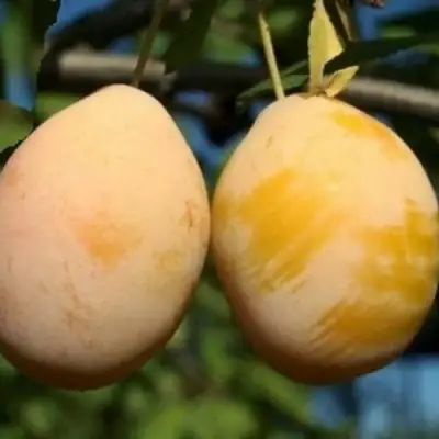 Слива ВАШИНГТОН в Мозыре