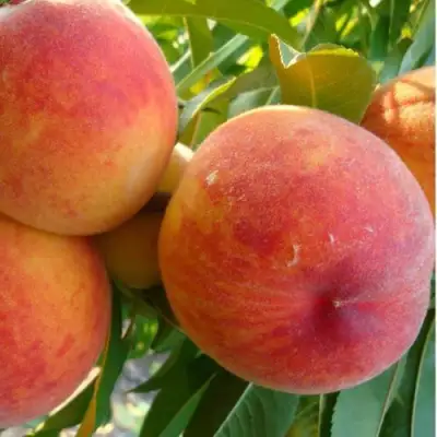 Персик ДИВНЫЙ в Мозыре
