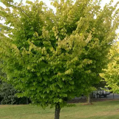 Вяз обыкновенный в Мозыре