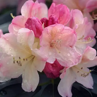 Рододендрон ПЕРСИ ВАЙСМАН в Мозыре