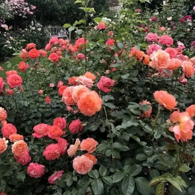 Роза БЕЛЬВЕДЕР шраб в Мозыре